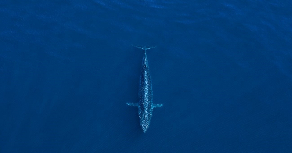 Aerial photo of a blue whale