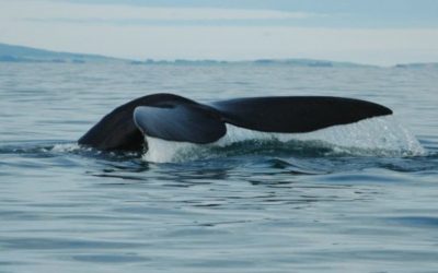 Recovering Right Whales Chart New Course
