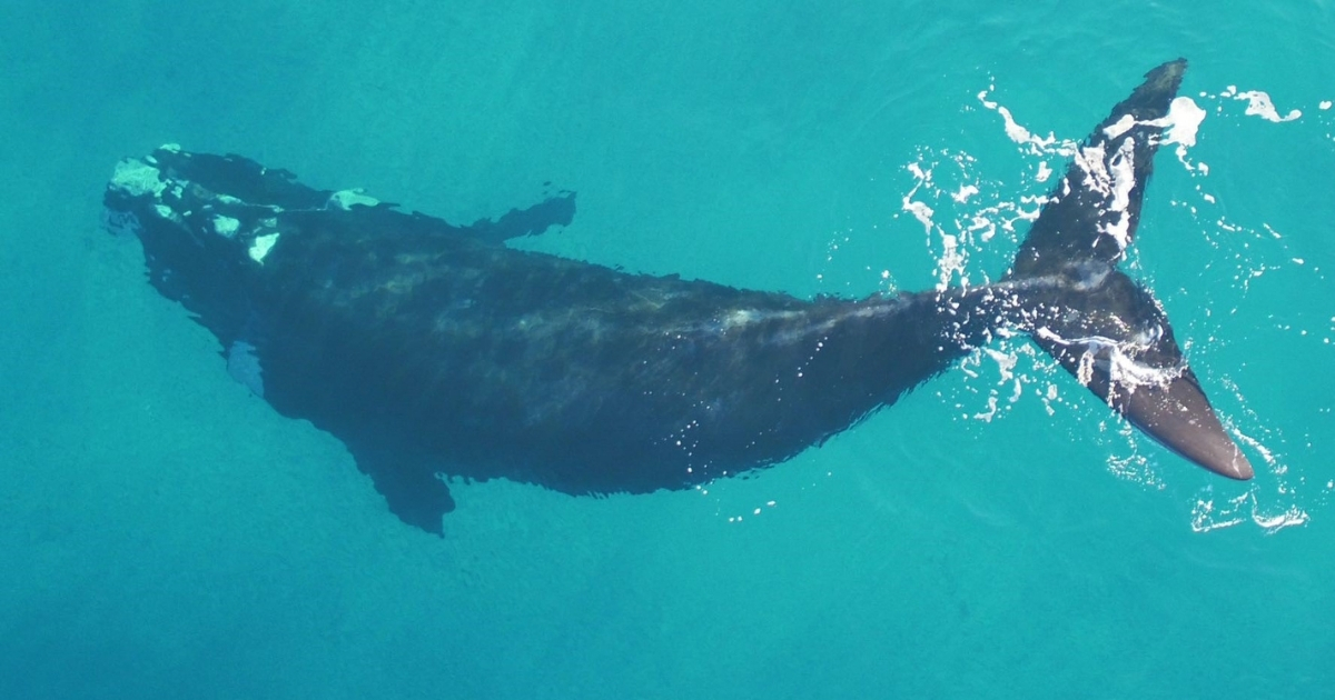 Aerial shot of a southern right whale