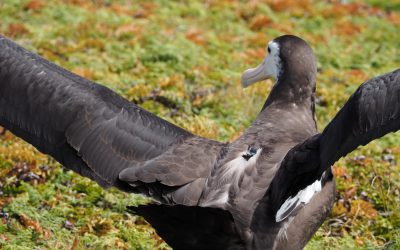 Satellite tracker shows endangered Antipodean albatross caught on longline fishing vessel