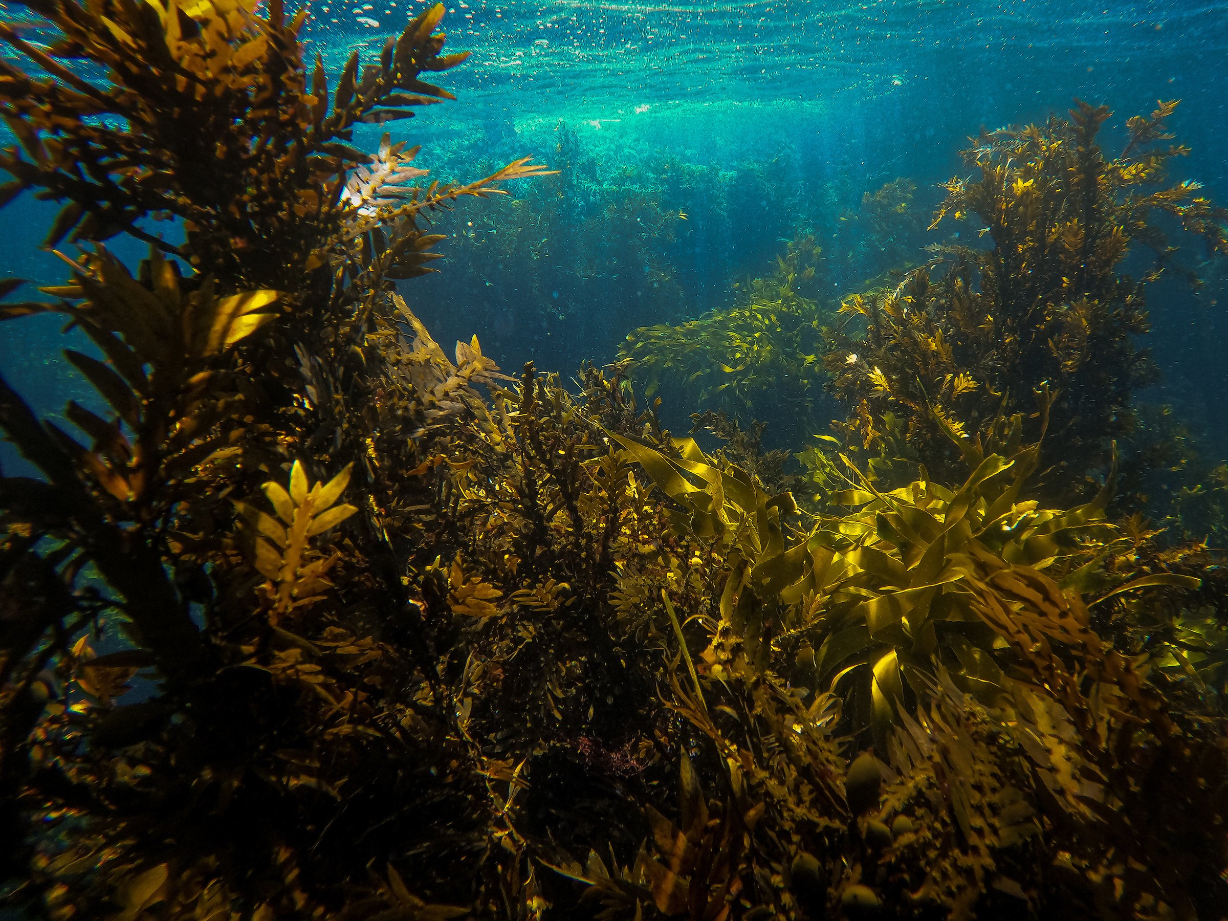 Kelp Forest - Gareth Cooke