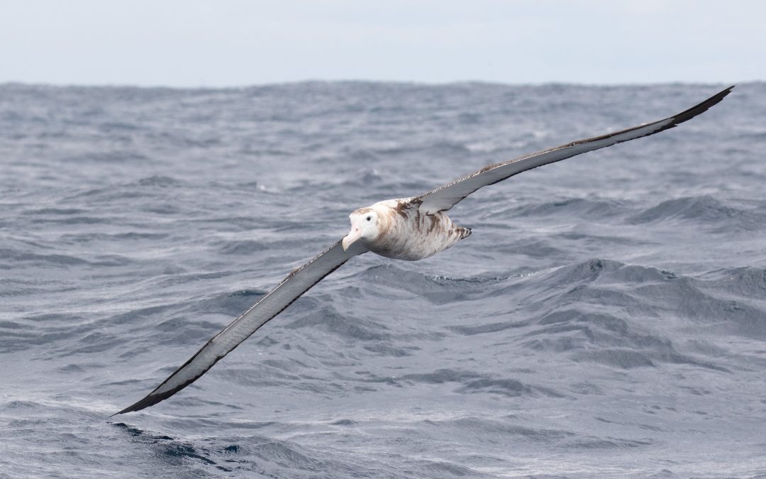 New Zealand and Spain collaborate to boost protections for threatened seabirds 