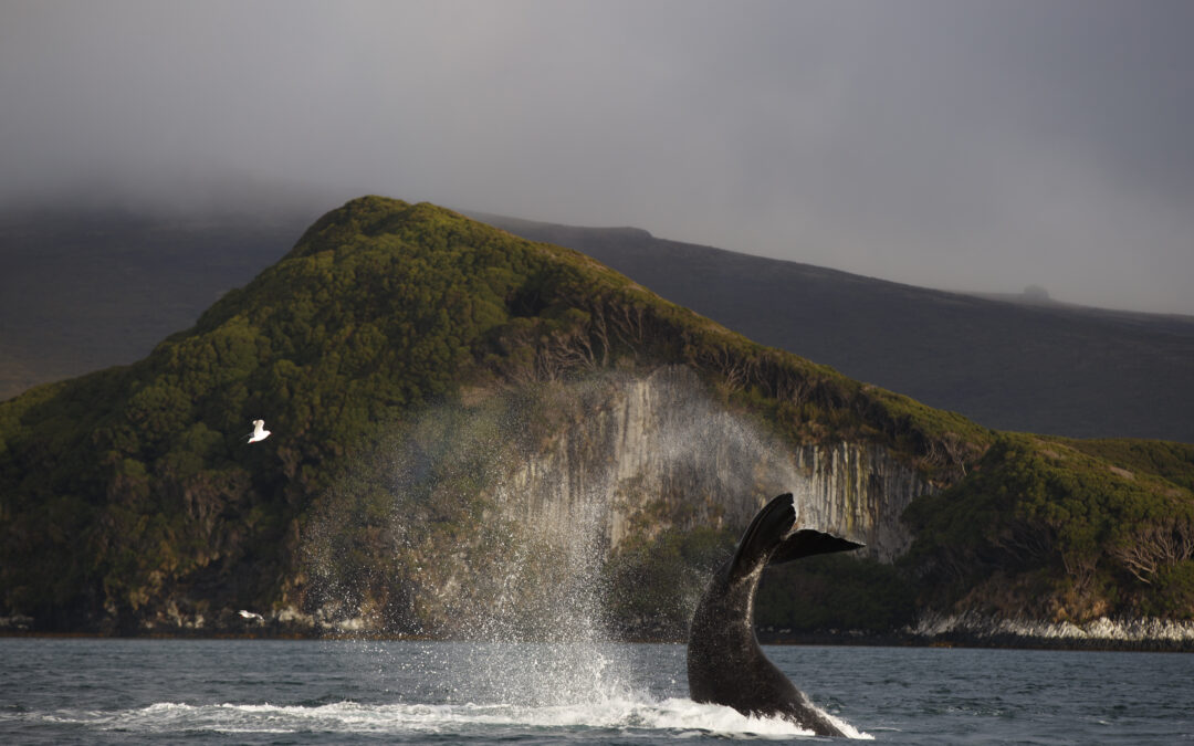 New Zealand kicks off the first circumpolar simultaneous satellite whale tagging program