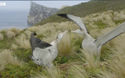 BBC’s Frozen Planet II takes the story of the Antipodean albatross around the globe