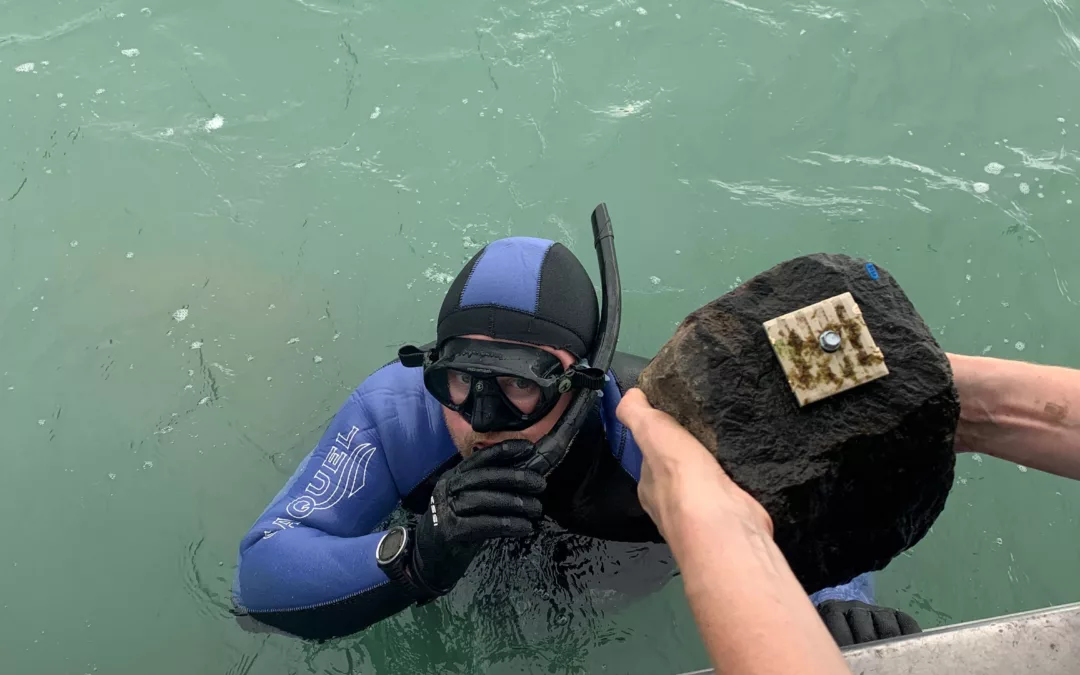 Māra Moana – kelp reseeding trials underway in Whakaraupō Lyttleton Harbour