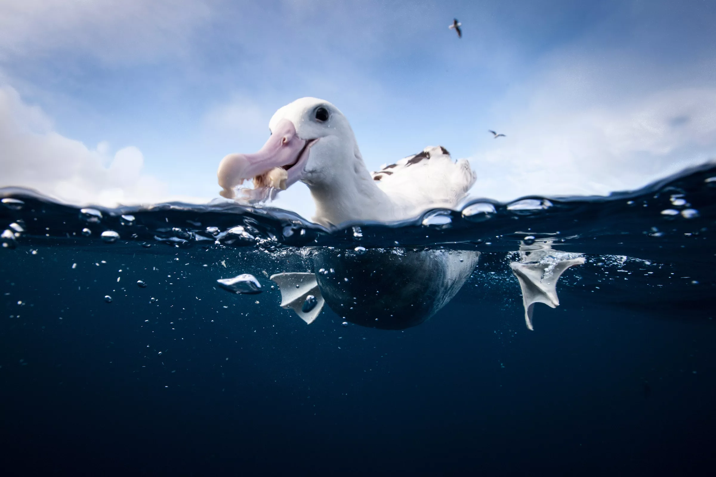 Toroa | Antipodean Albatross - Richie Robinson